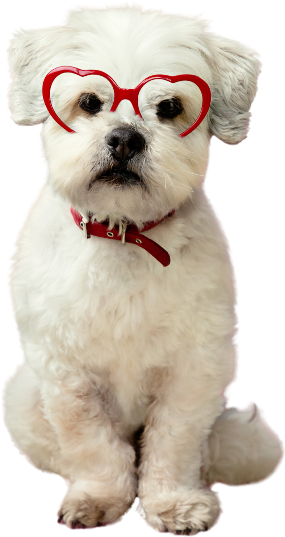 dog-wearing-red-glasses-and-collar