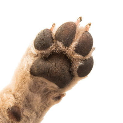 close-up of paw in bottom left corner