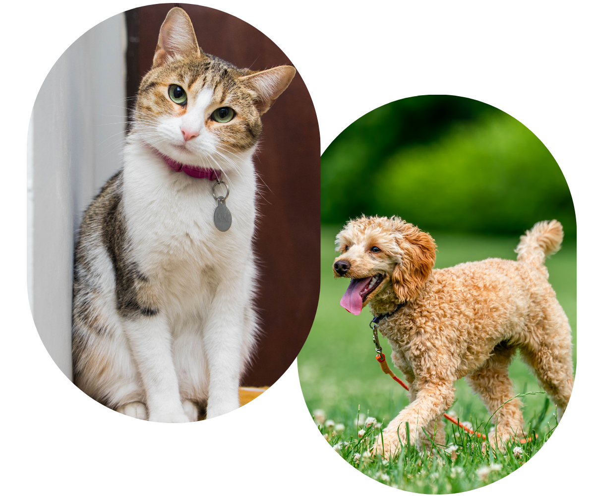 a cat sitting in the house and a standing dog in the park