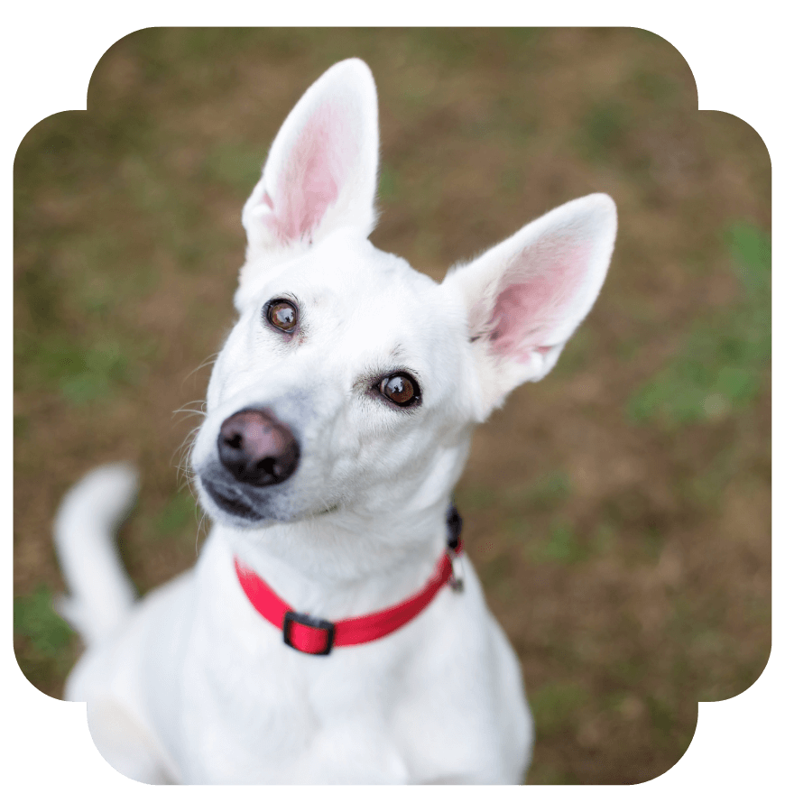 a white dog with a red collar