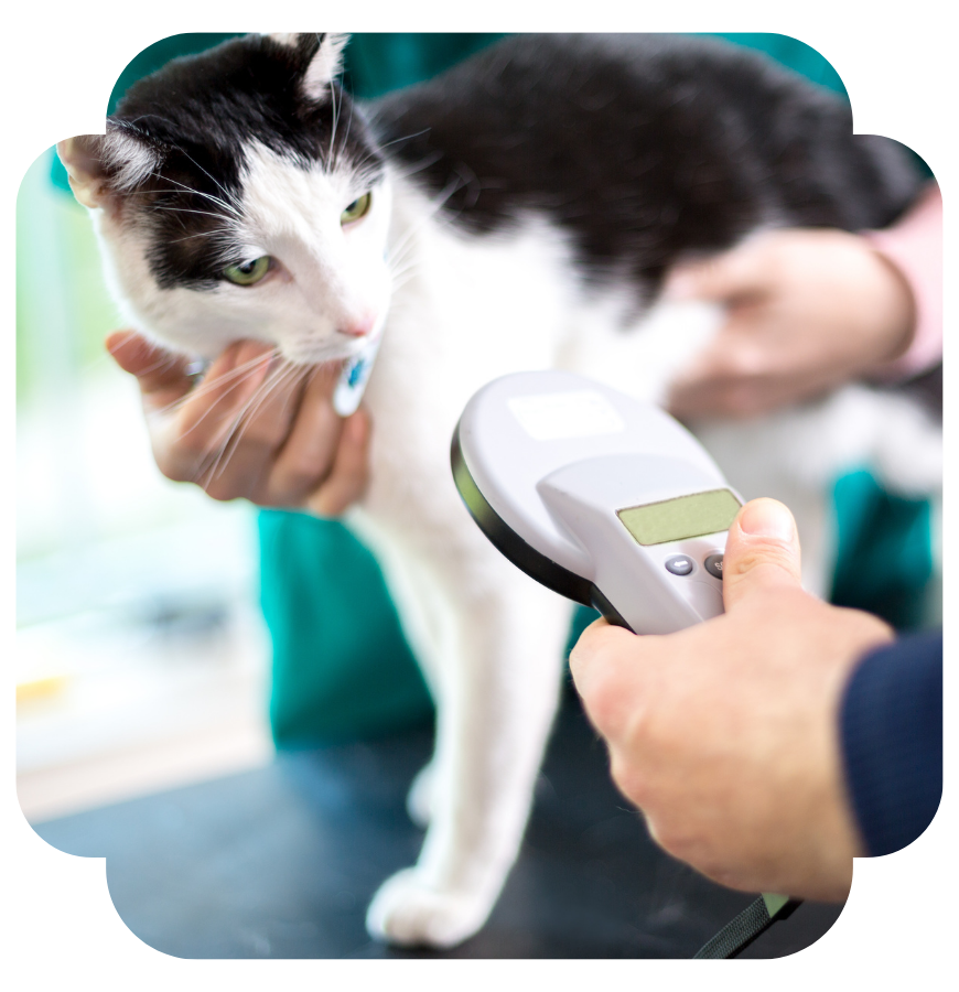 scanning a cats microchip