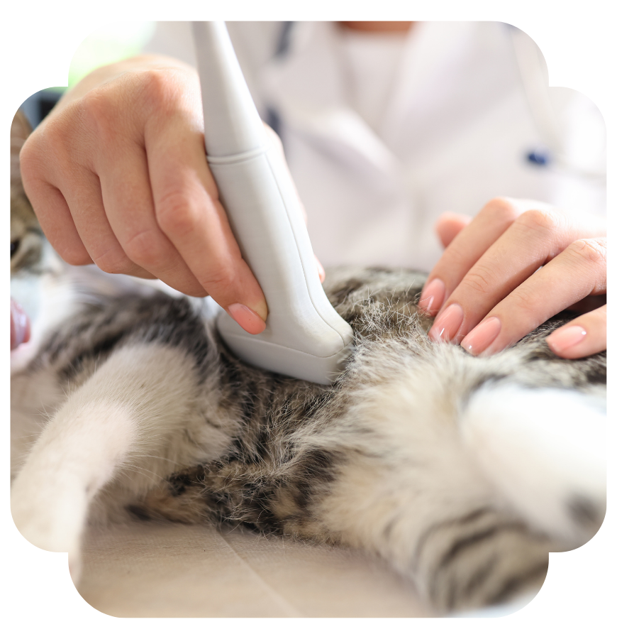 cat getting ultrasound